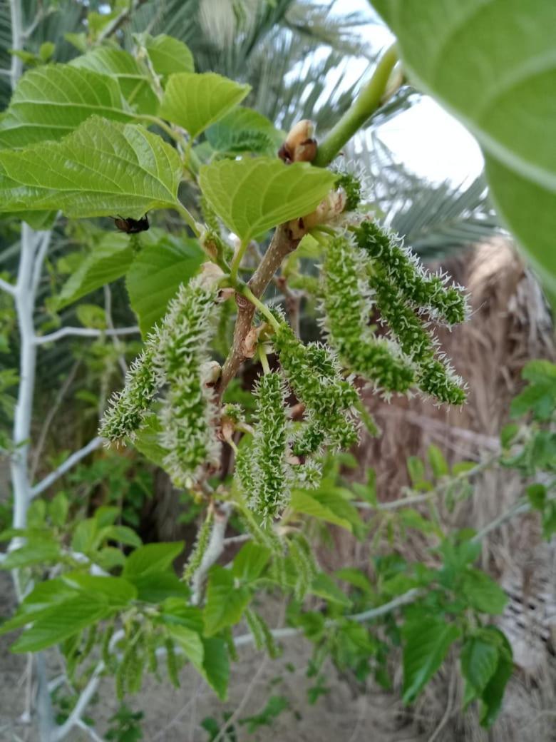 Вілла Wafla Siwa Oasis Екстер'єр фото