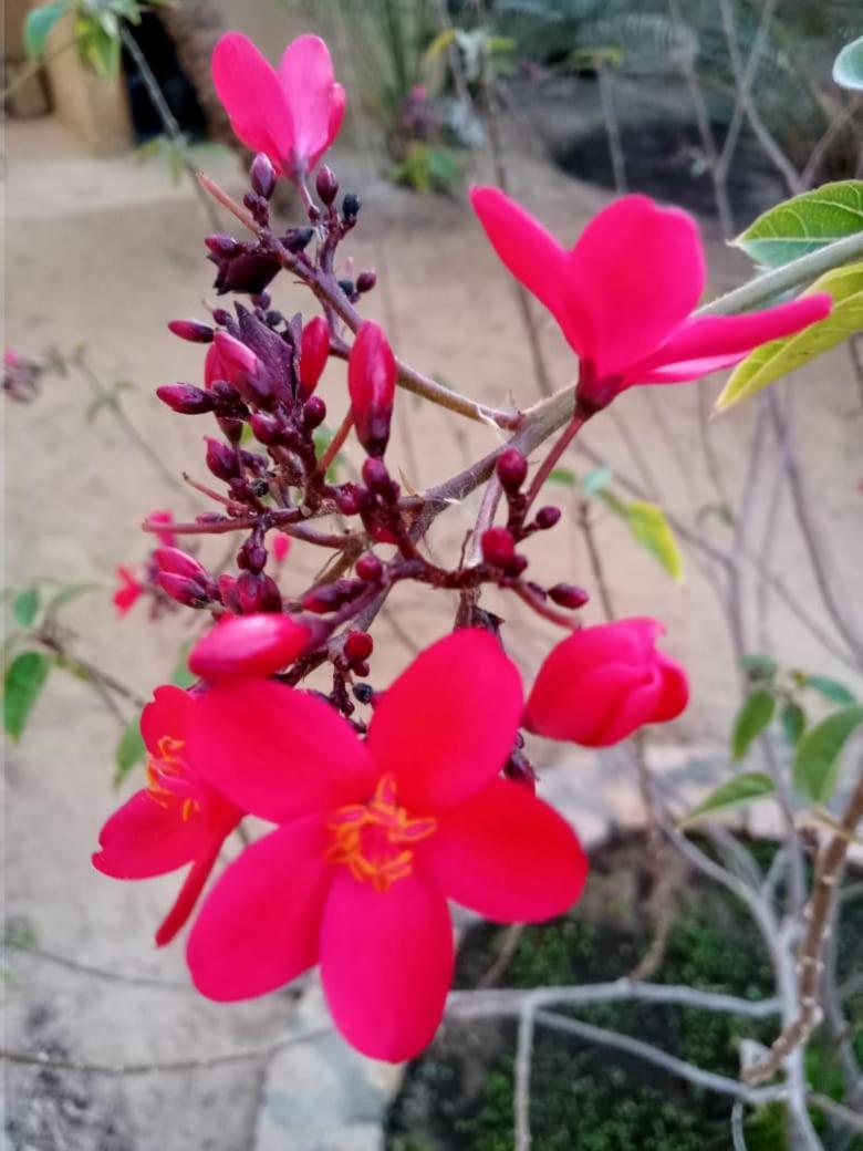 Вілла Wafla Siwa Oasis Екстер'єр фото
