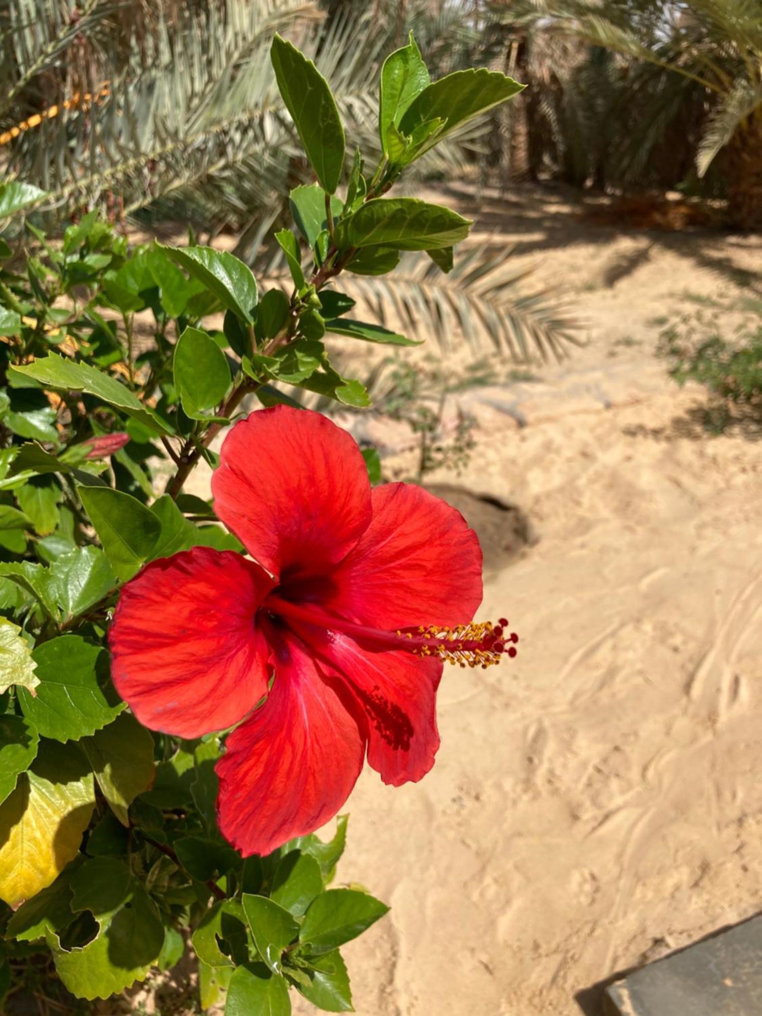 Вілла Wafla Siwa Oasis Екстер'єр фото