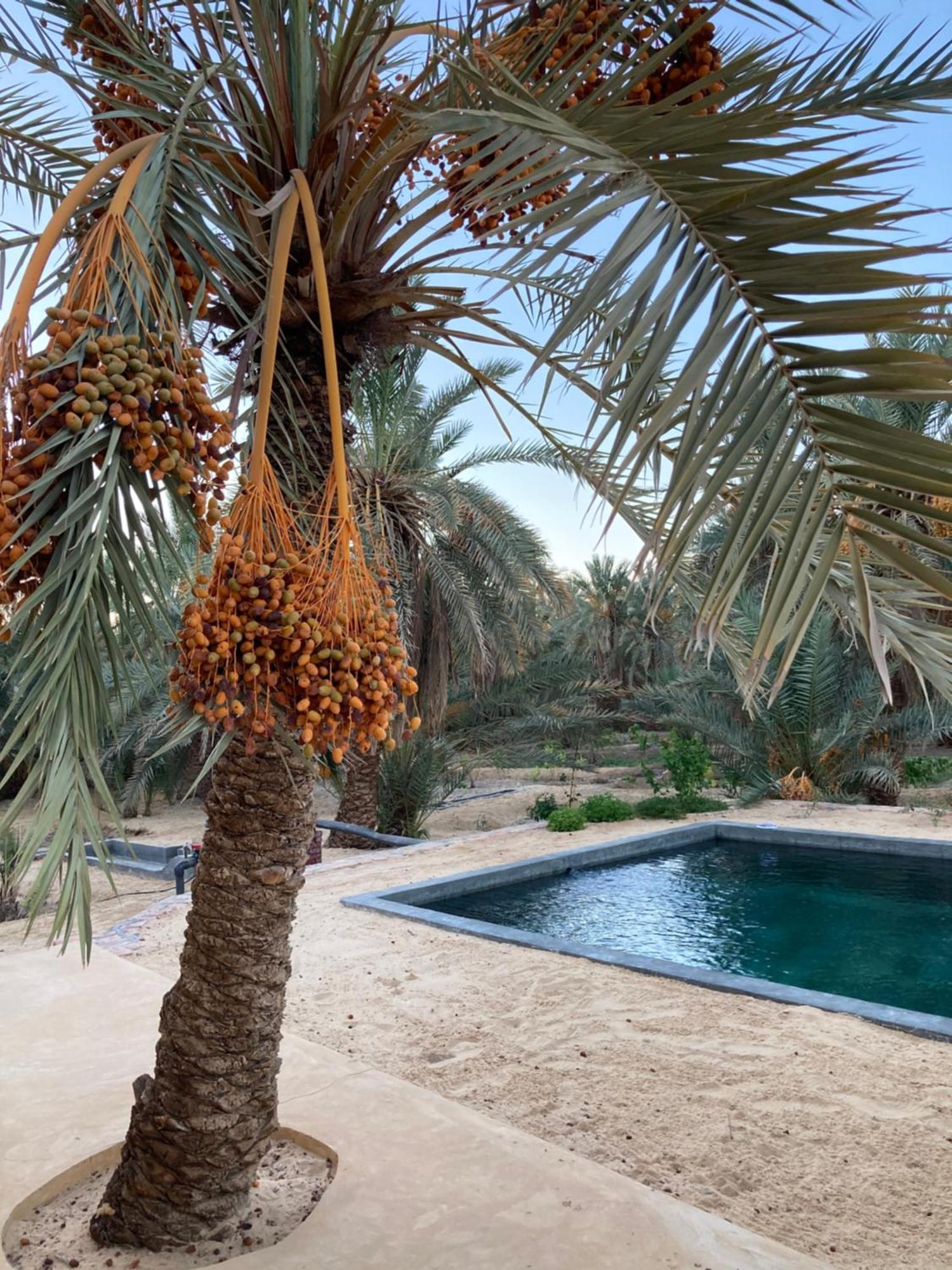 Вілла Wafla Siwa Oasis Екстер'єр фото
